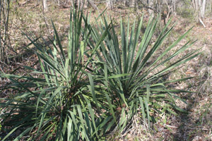 Adamâ??s Needle, Beargrass, Spanish Bayonet, Curly Leaf Yucca in the landscape